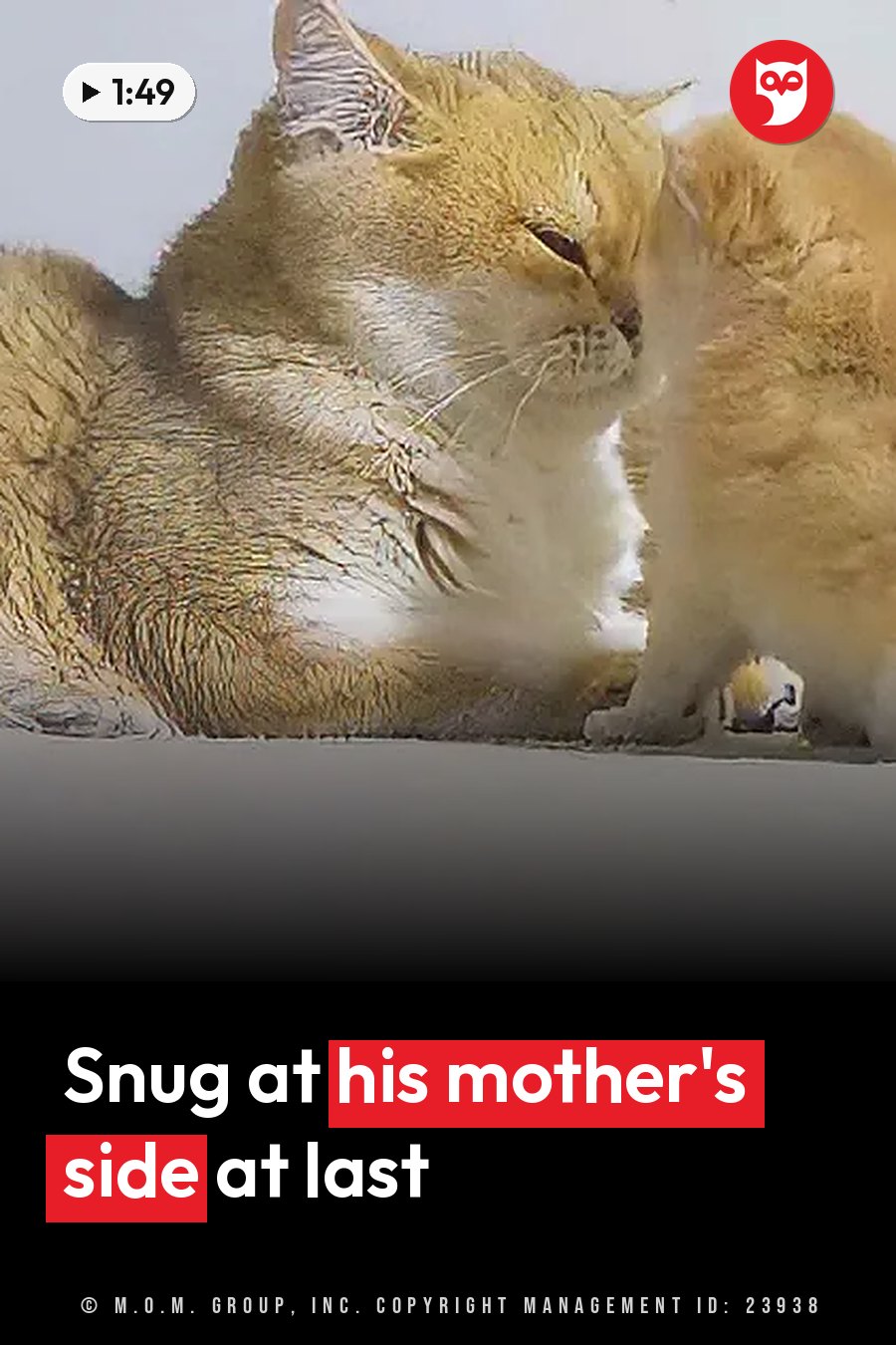 Two orange cats sit close together on a white surface, one nuzzling into the other's side. A headline runs in white letters across the lower third.