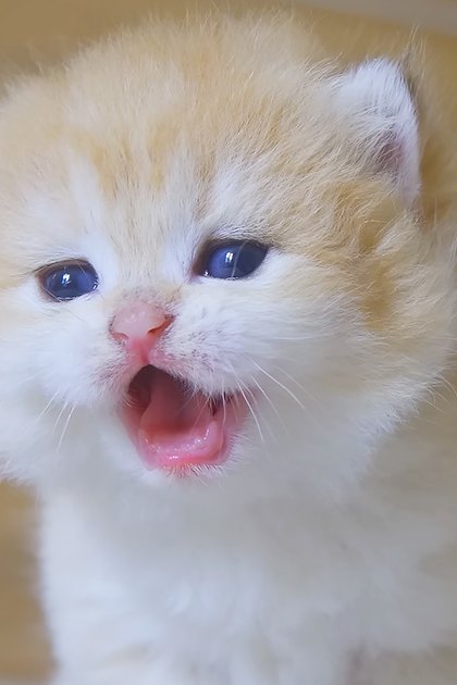 A young, fluffy kitten with light-colored fur and blue eyes indoors on a sunny day.