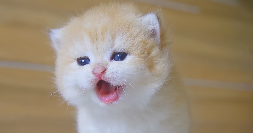 A young, fluffy kitten with light-colored fur and blue eyes indoors on a sunny day.