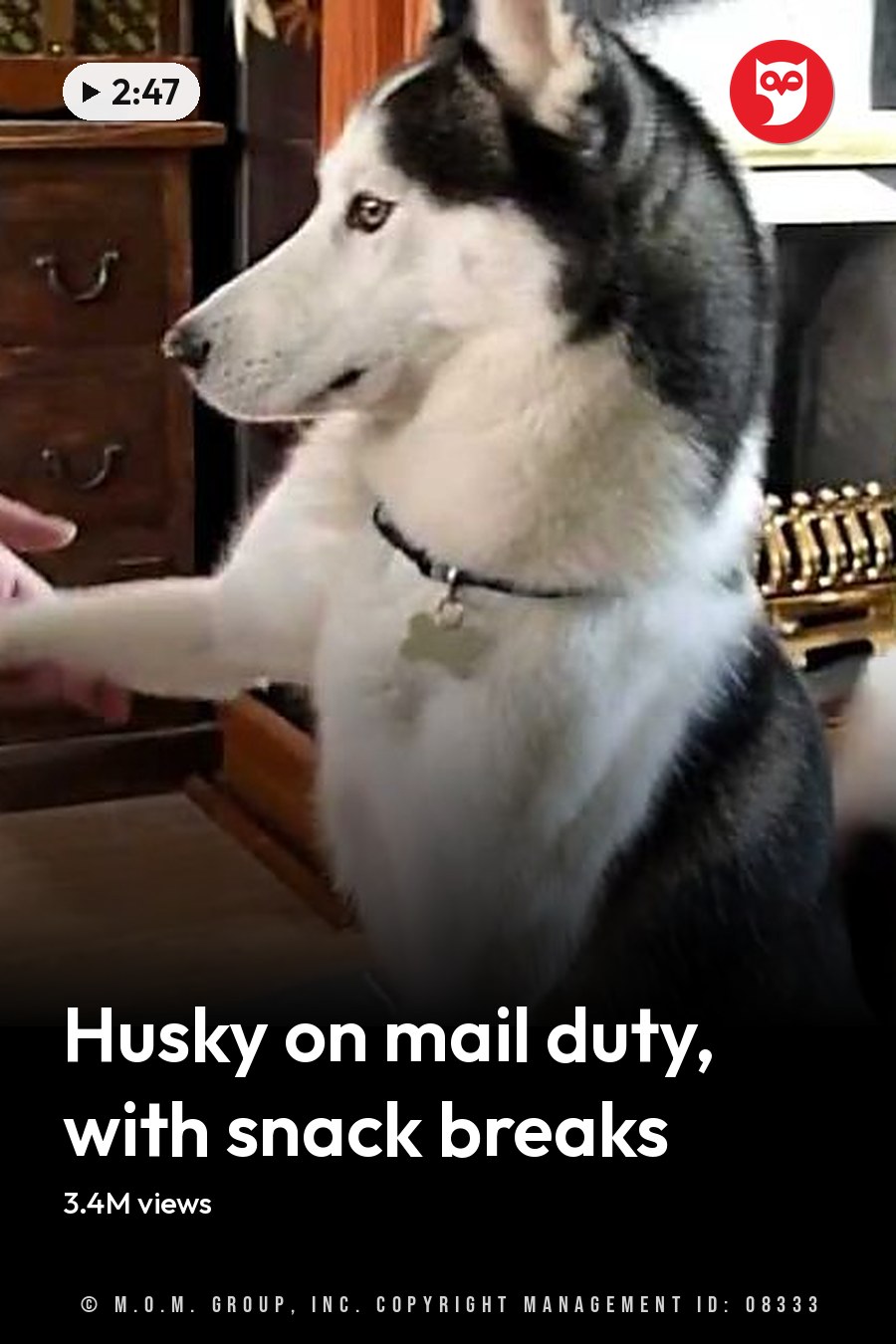 An adult male Siberian Husky interacts with a person in an indoor setting, with natural daylight and furniture like a wooden cabinet and patterned rug. The headline runs in white letters across the lower third.
