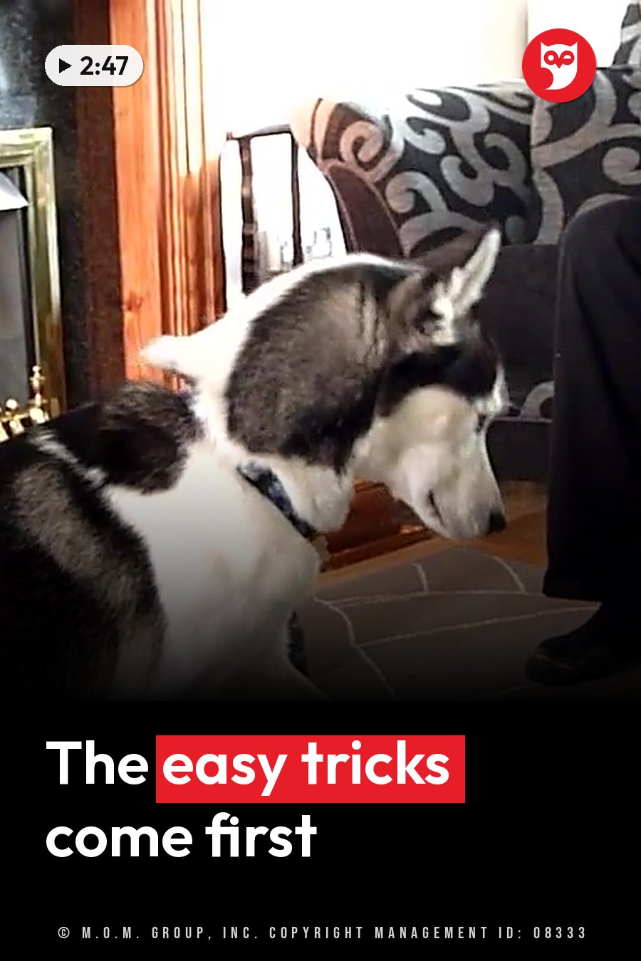 A black-and-white dog sits indoors near a couch with patterned cushions and wooden trim. A headline runs in white letters across the lower third.