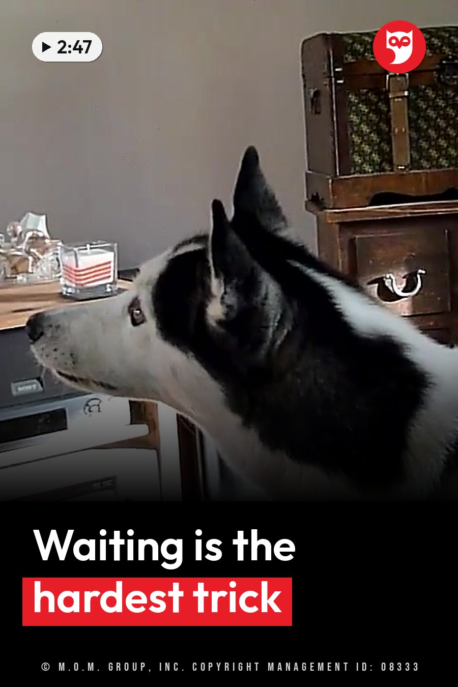 A black-and-white dog with pointed ears looks toward the left side of a room near wooden furniture. A headline runs in white letters across the lower third.