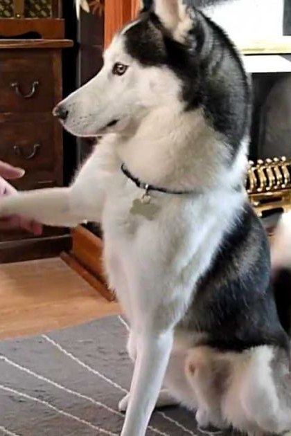 An adult male Siberian Husky interacts with a person in an indoor setting, with natural daylight and furniture like a wooden cabinet and patterned rug.