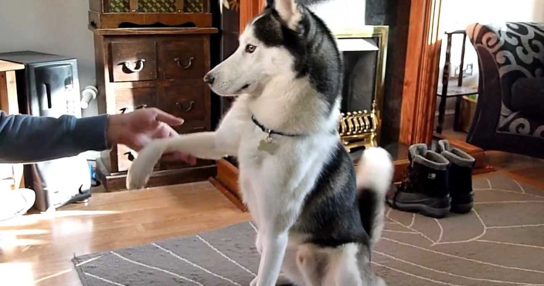 An adult male Siberian Husky interacts with a person in an indoor setting, with natural daylight and furniture like a wooden cabinet and patterned rug.