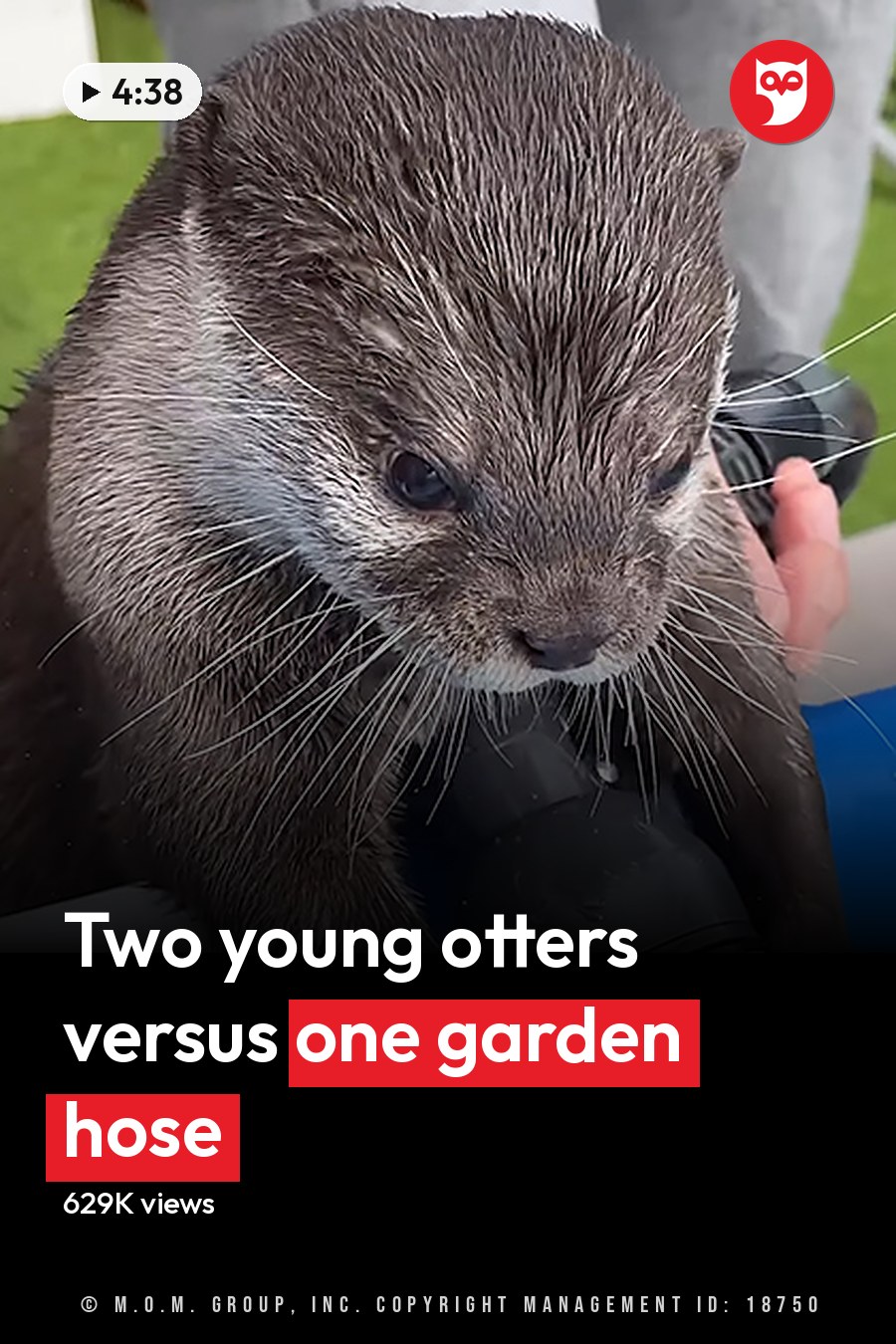 A juvenile Common otter with brown fur and white underbelly, holding a black water hose nozzle in an outdoor park setting during spring or summer day. The headline runs in white letters across the lower third.