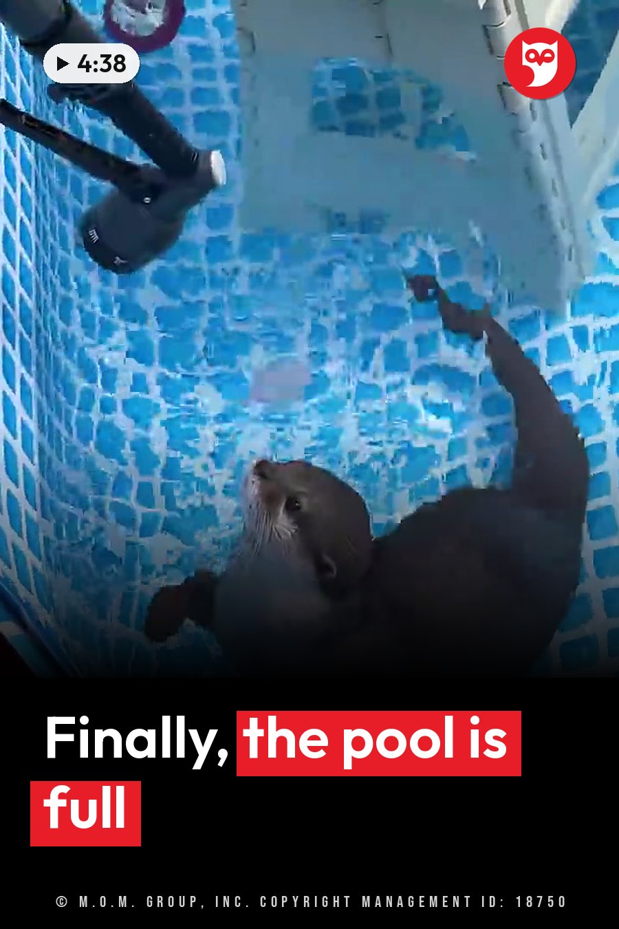 An otter swims underwater in a tiled pool, one front paw stretched toward the surface. A headline runs in white letters across the lower third.