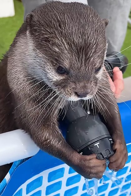 A juvenile Common otter with brown fur and white underbelly, holding a black water hose nozzle in an outdoor park setting during spring or summer day.