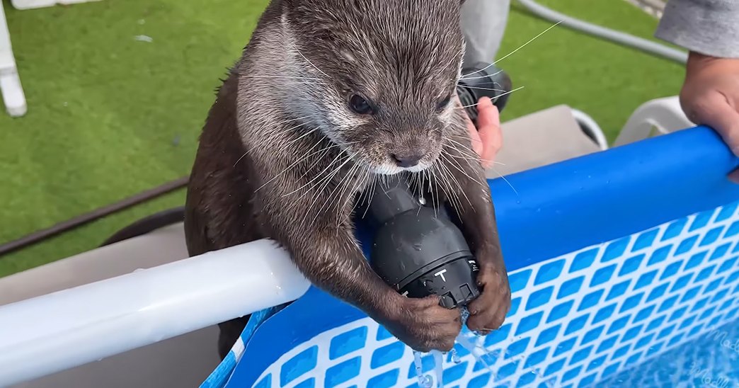 A juvenile Common otter with brown fur and white underbelly, holding a black water hose nozzle in an outdoor park setting during spring or summer day.