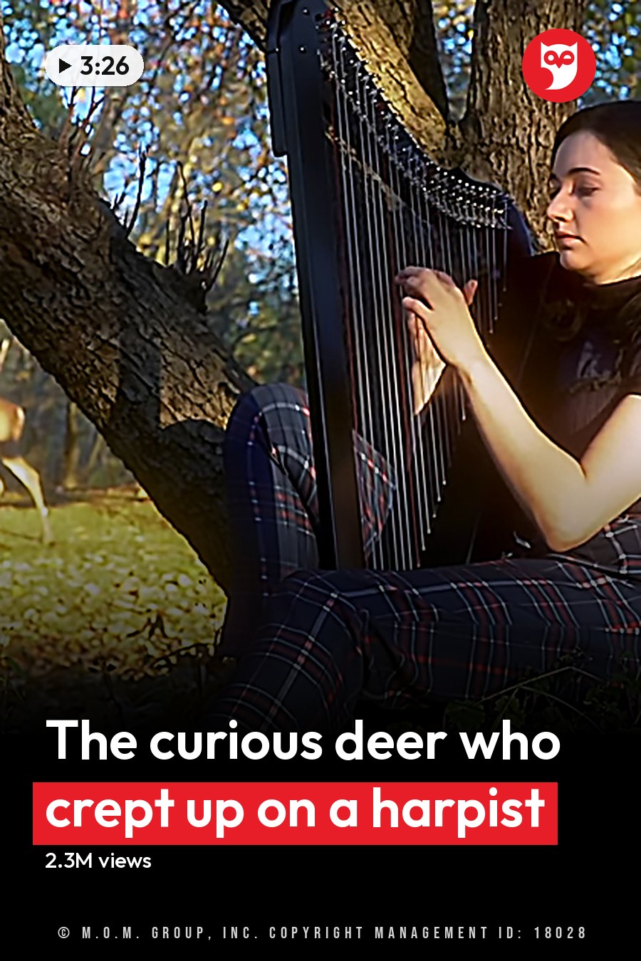 A young adult female plays a black harp in an autumn forest setting with long shadows and fallen leaves. A white-tailed deer is nearby, blending into the natural environment. The headline runs in white letters across the lower third.