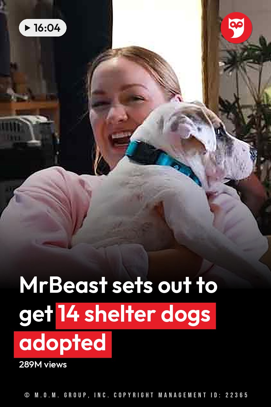 An adult female holds a white and light brown English Bulldog in an indoor setting with wooden furniture, potted plants, and natural daylight. The headline runs in white letters across the lower third.
